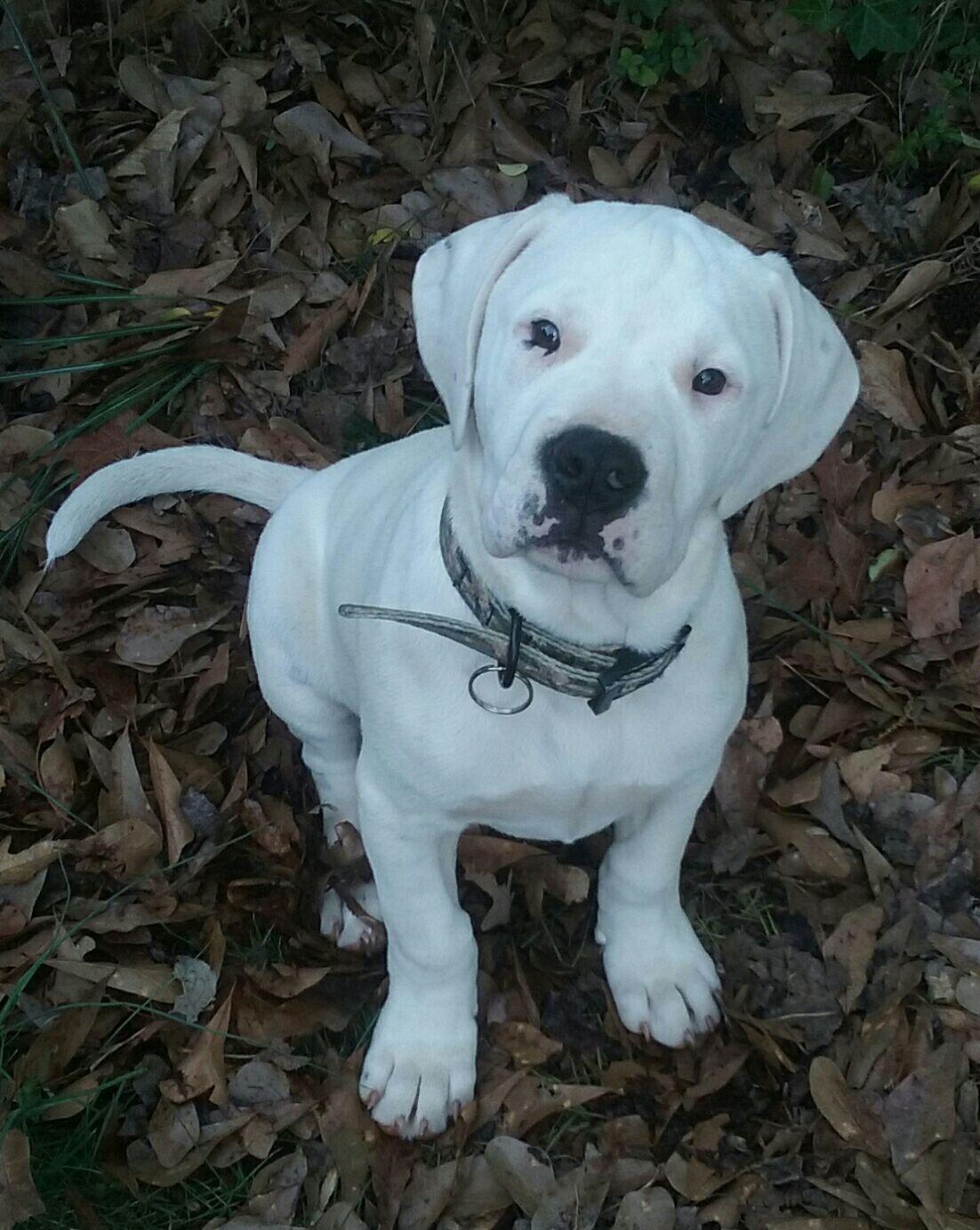 St Angelo's Pizza restaurant view 1