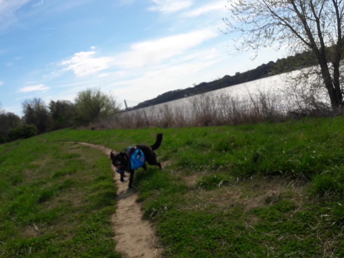 Off-Leash Dog Parks in Louisville, KY - BringFido