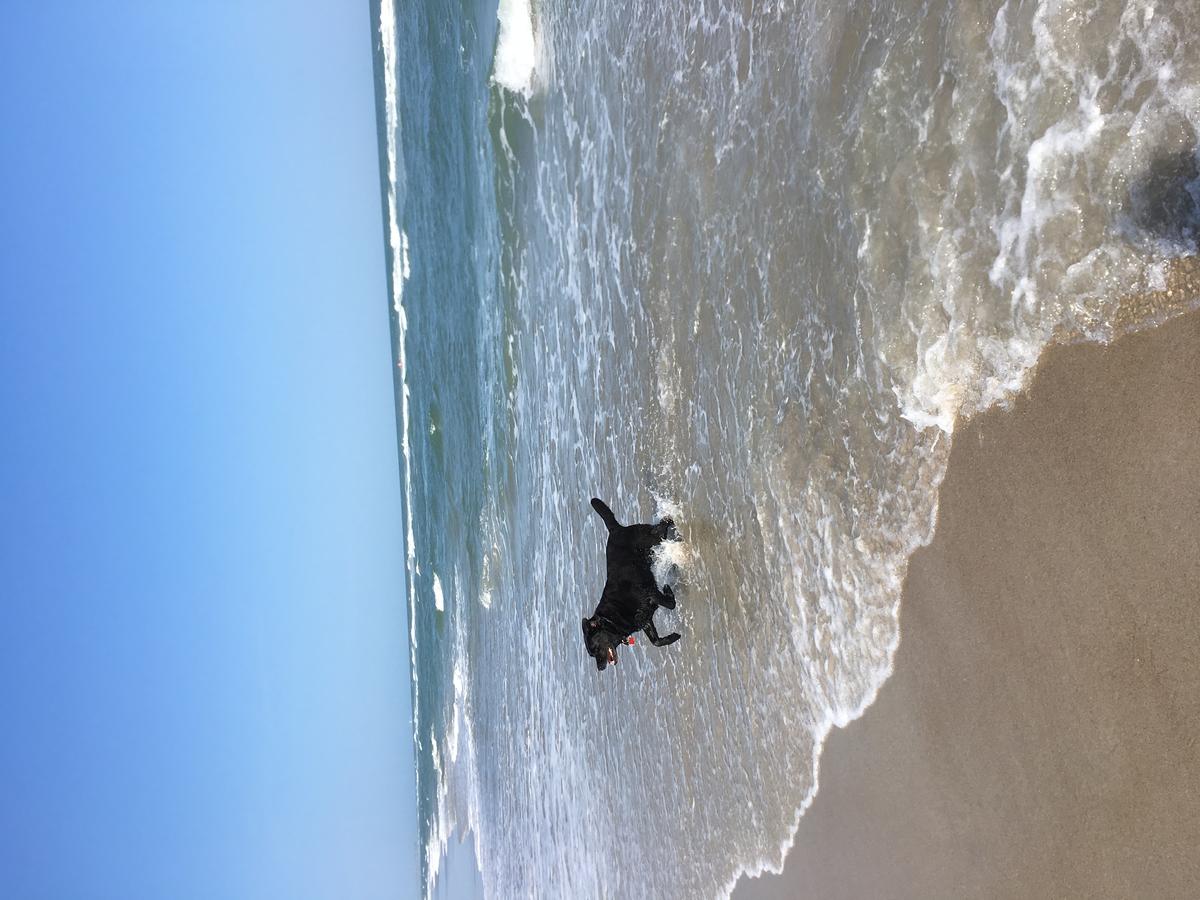 Dog Friendly Topsail Beach, NC - Bring Fido