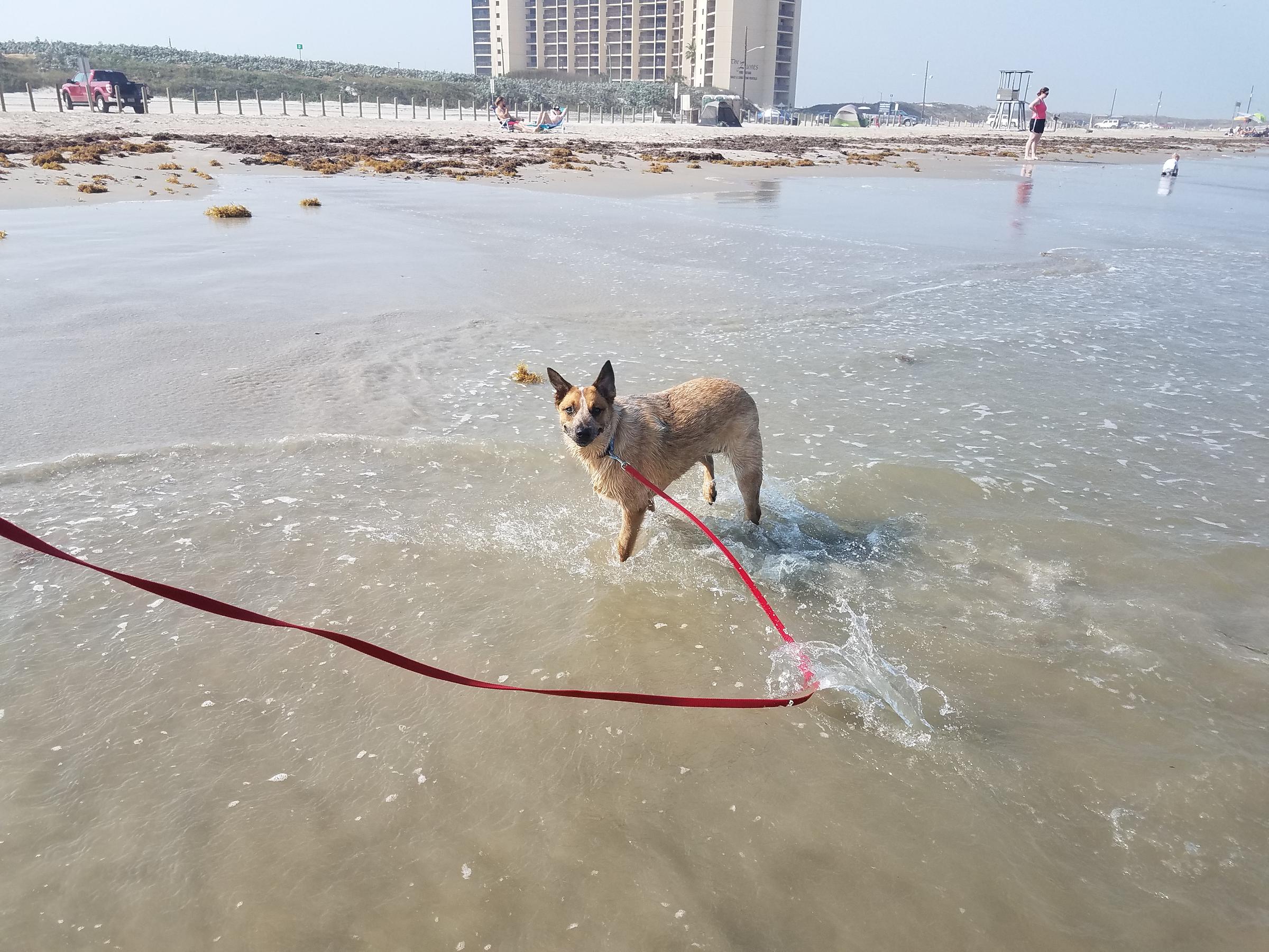Dog Friendly Port Aransas Tx Bring Fido