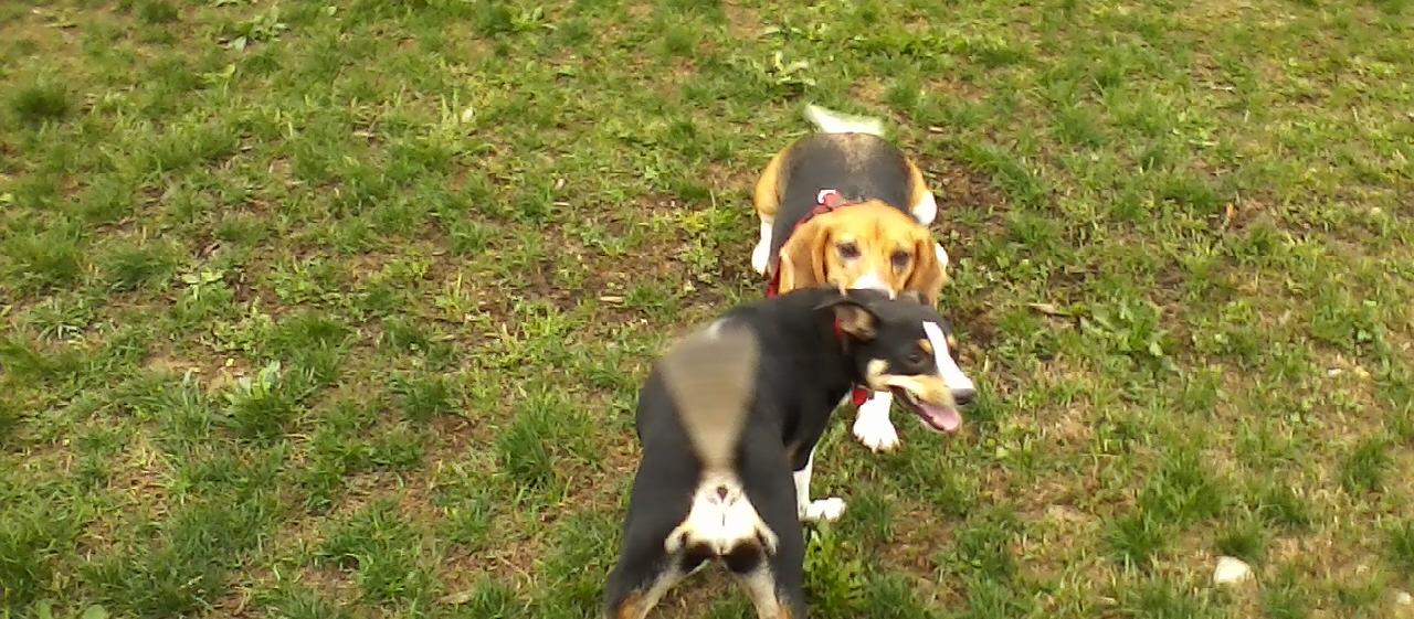 Dog Friendly Boardman, OH