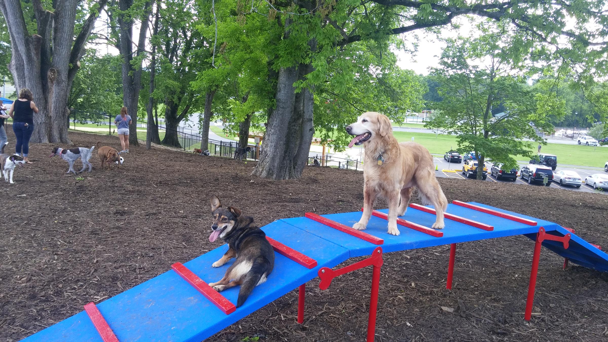 Pet Friendly PetSafe Unleashed Dog Park