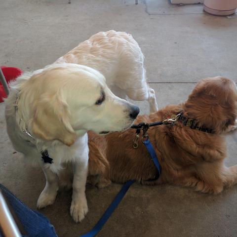 Grotto Pizza Is Pet Friendly