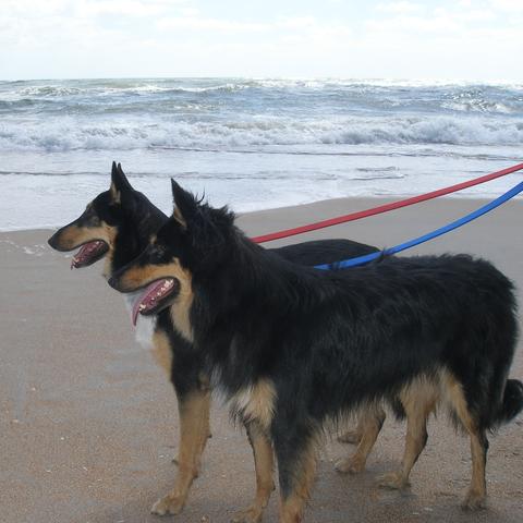 Dog Friendly Saint Augustine Fl