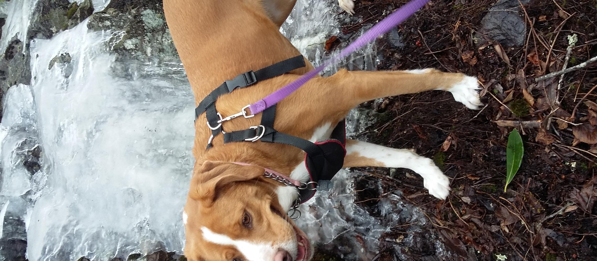 Dog Friendly Mouth of Wilson, VA