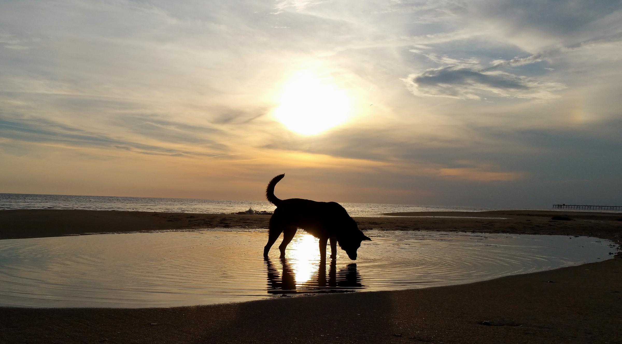 Are Dogs Allowed On Oak Island Beach