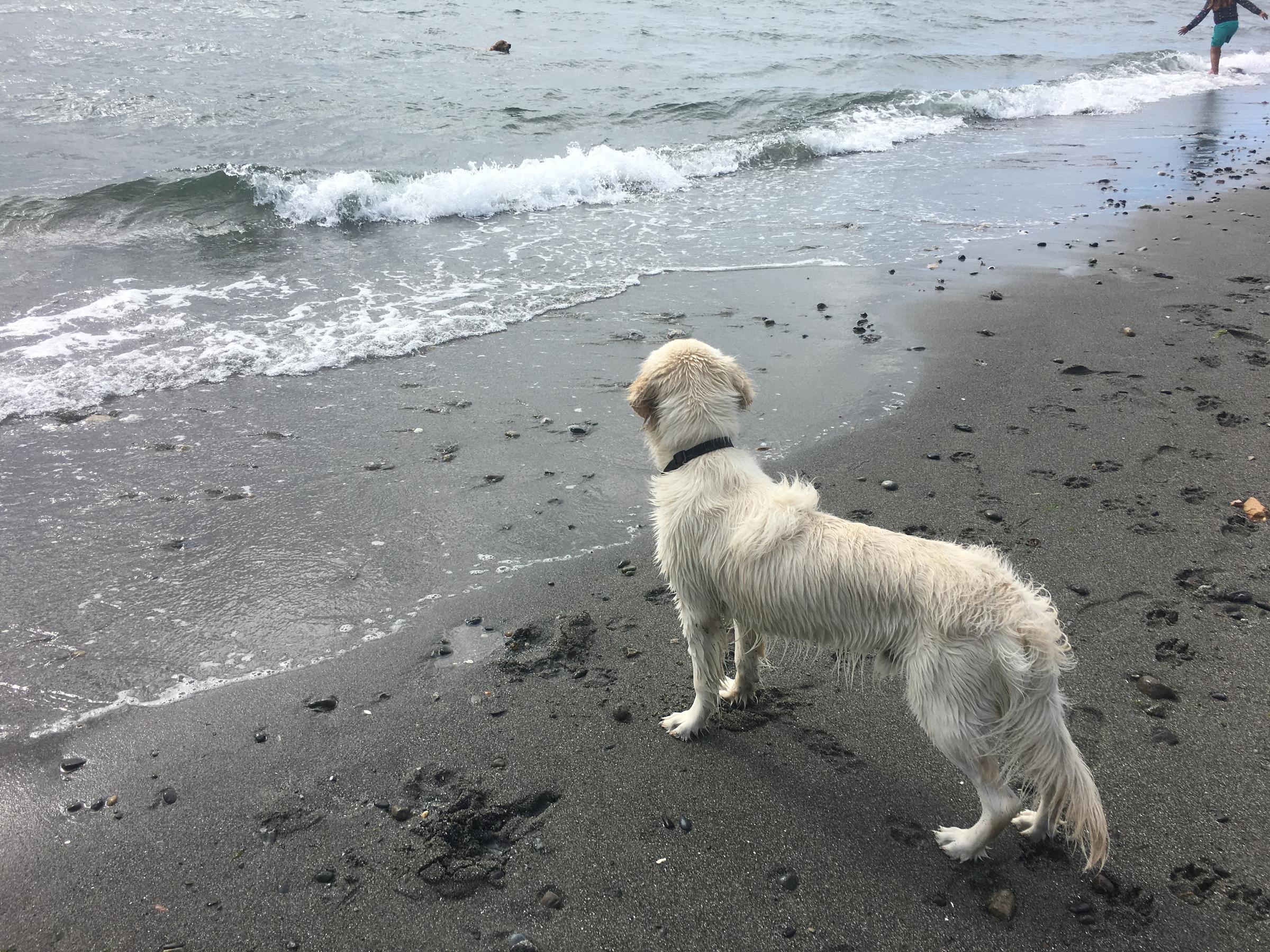 are dogs allowed at edmonds beach