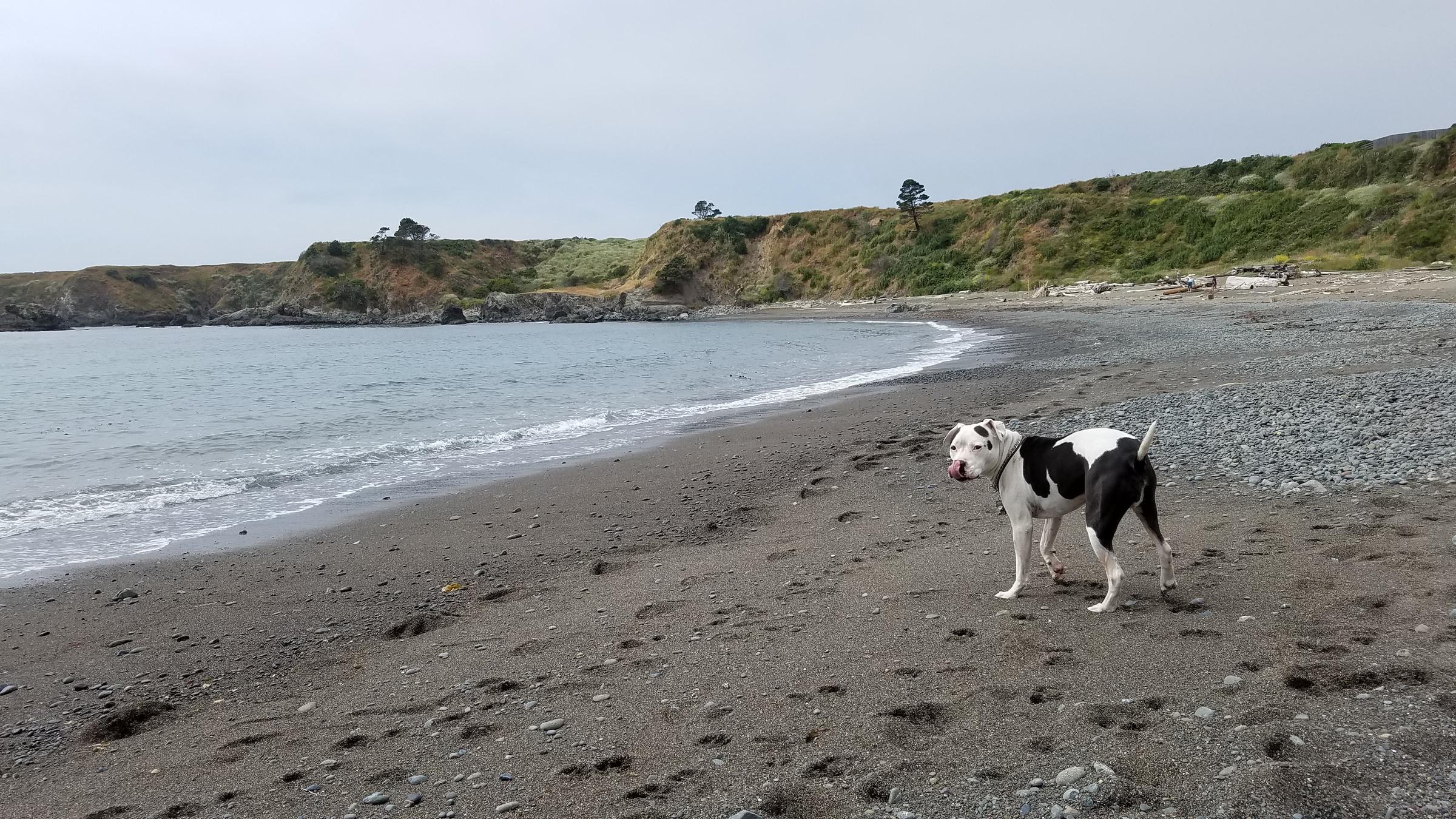 Dog Friendly Fort Bragg Ca Bringfido