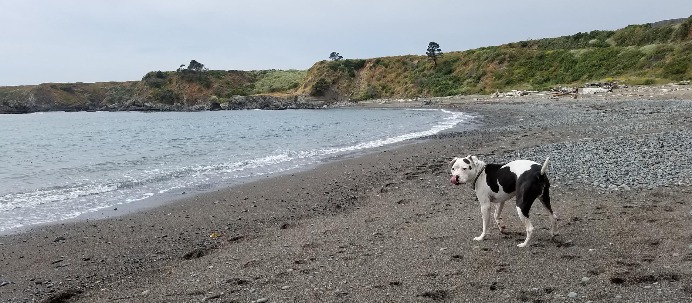 Dog Friendly Fort Bragg, CA