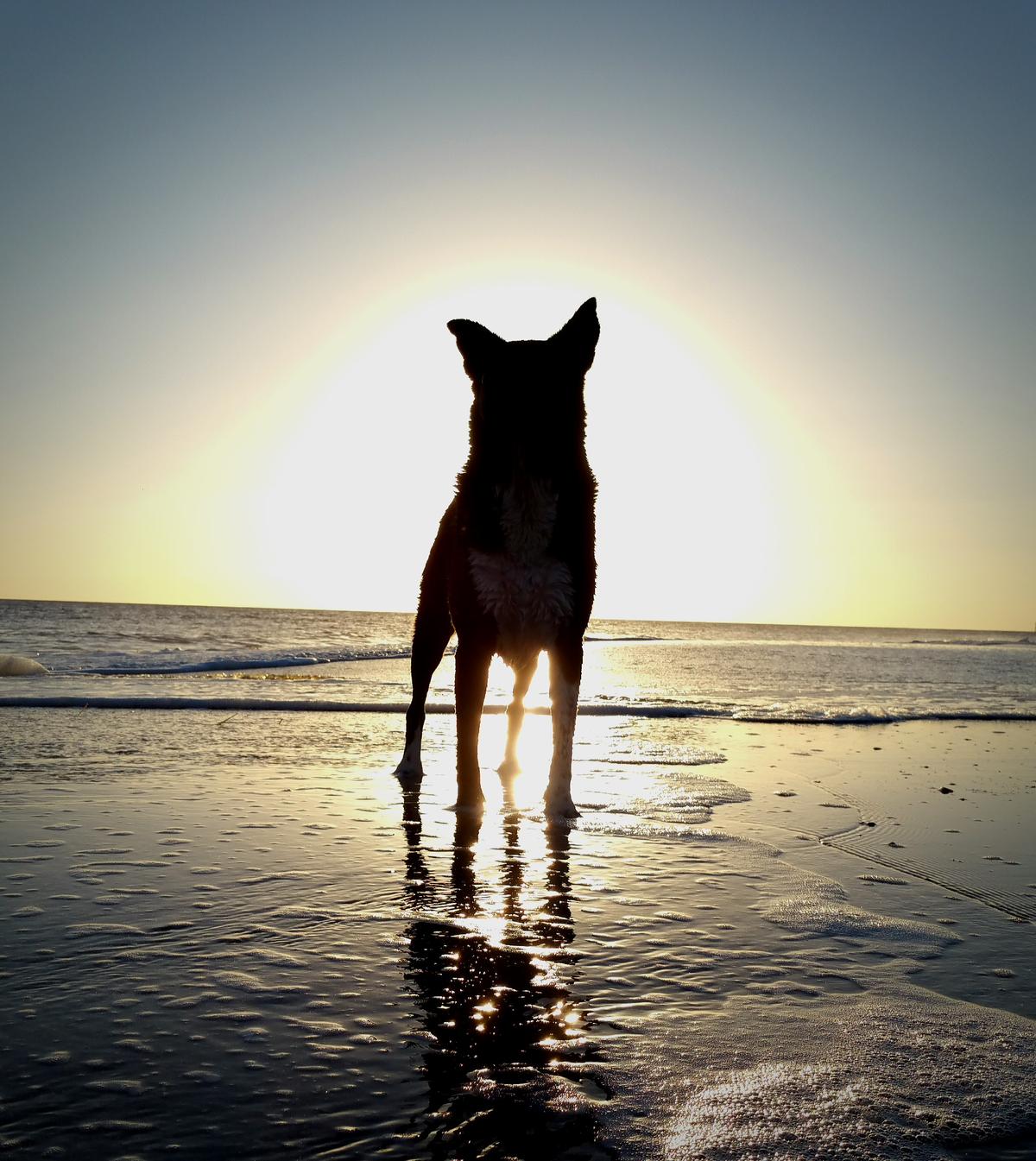Kiwi at sunset on Caswell Beach. (Oak Island Golf and Country Club)