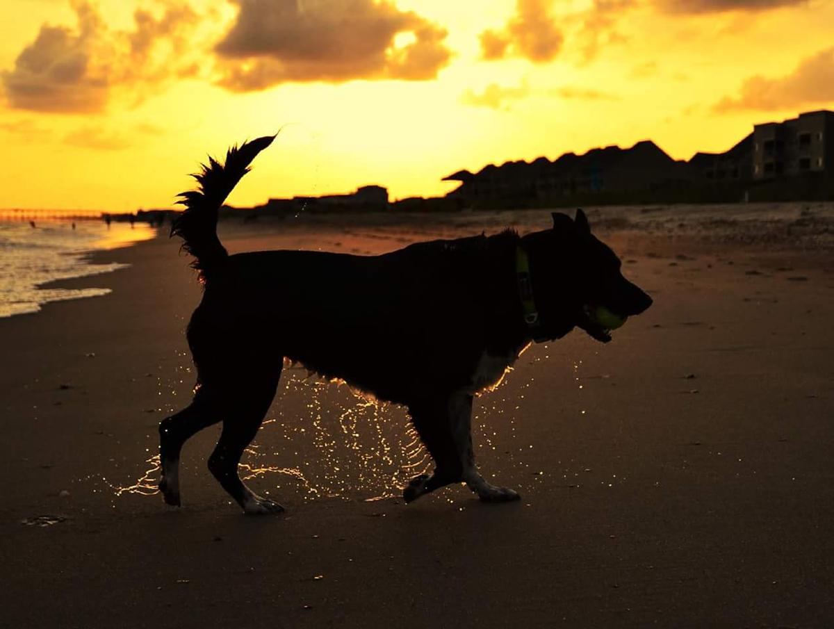 Kiwi at Sunset. OKI 2016
