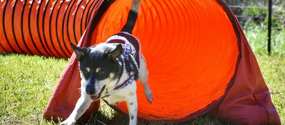 Dog Friendly Rutherfordton, NC