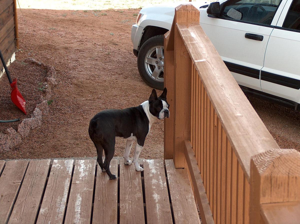 Dog Friendly Cripple Creek, CO BringFido