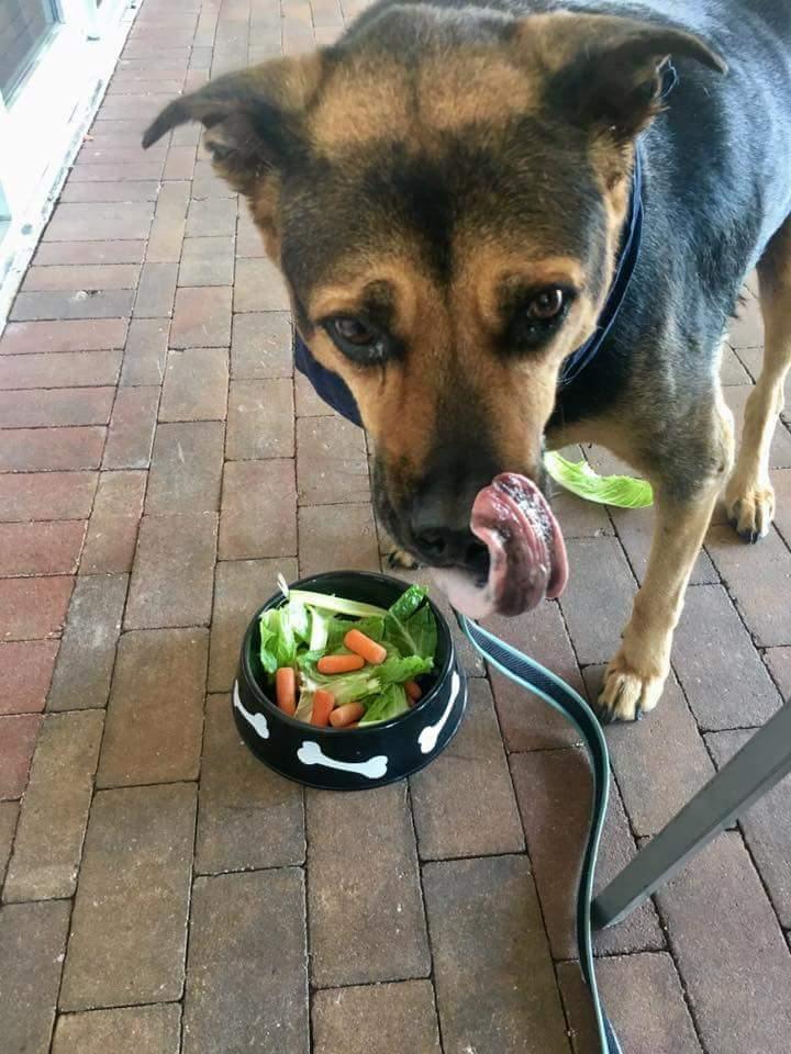 Dog approved dining
