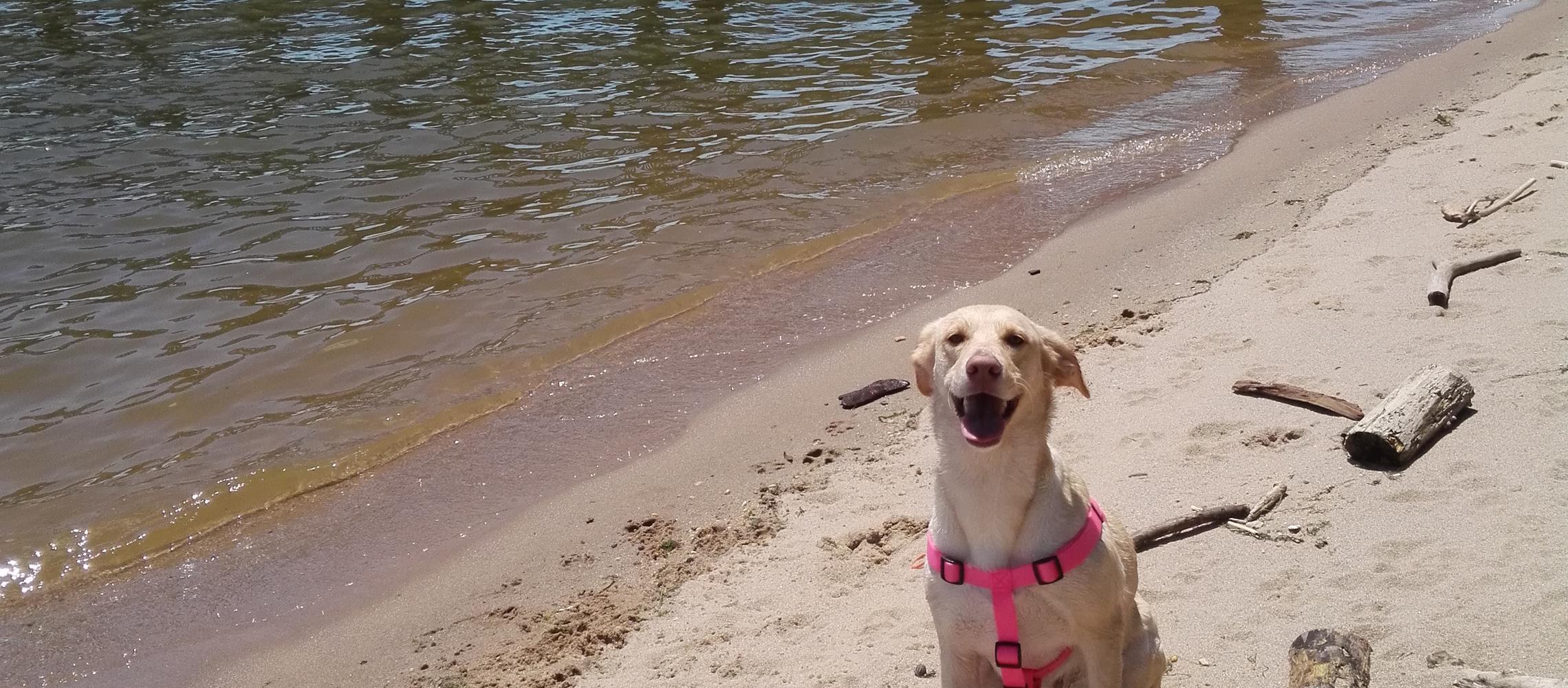 Dog Friendly Woodbridge, VA