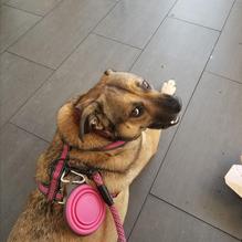 LuLu California Bistro restaurant view 4