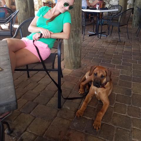 Dog Friendly Restaurant New Smyrna Beach Dog Friendly Restaurant New Smyrna Beach