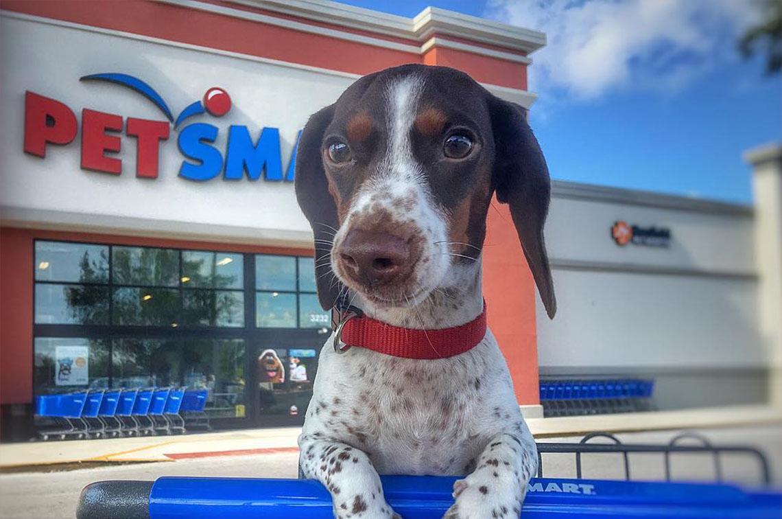 BringFido to Small Dog Spree at PetSmart South Austin Sunset Valley