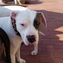 Sapphire Laguna restaurant view 2