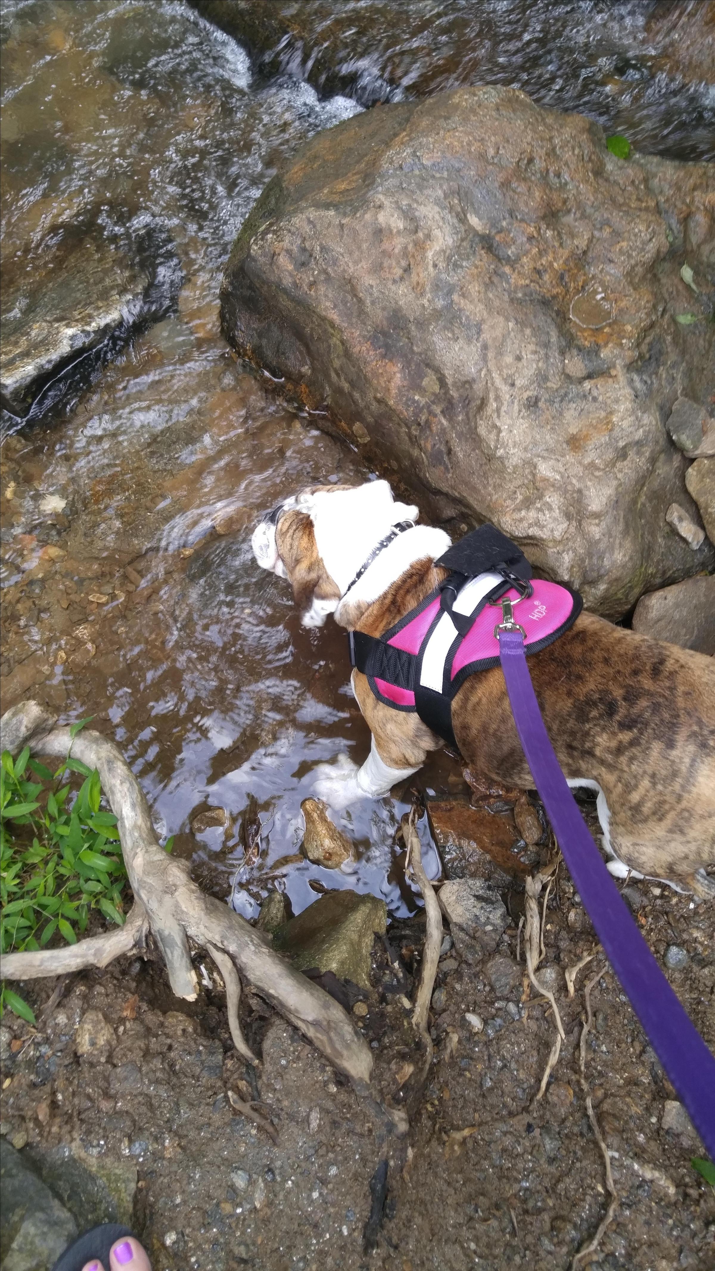 are dogs allowed at amicalola falls