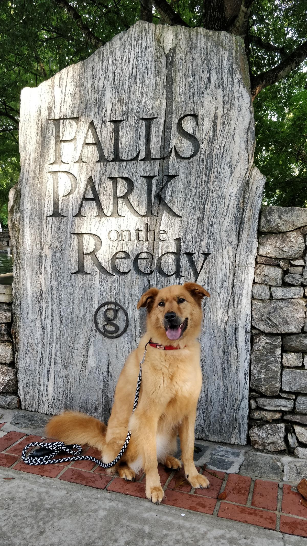 Dog Friendly Greenville, SC