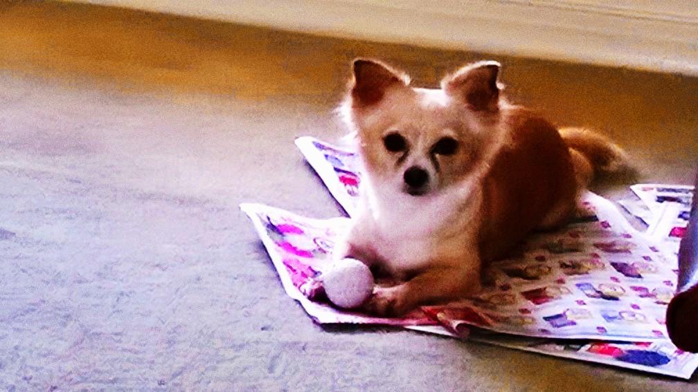 Dog Friendly Florida