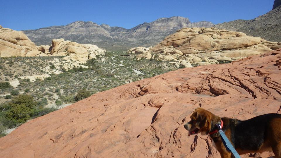 are dogs allowed at red rocks nevada