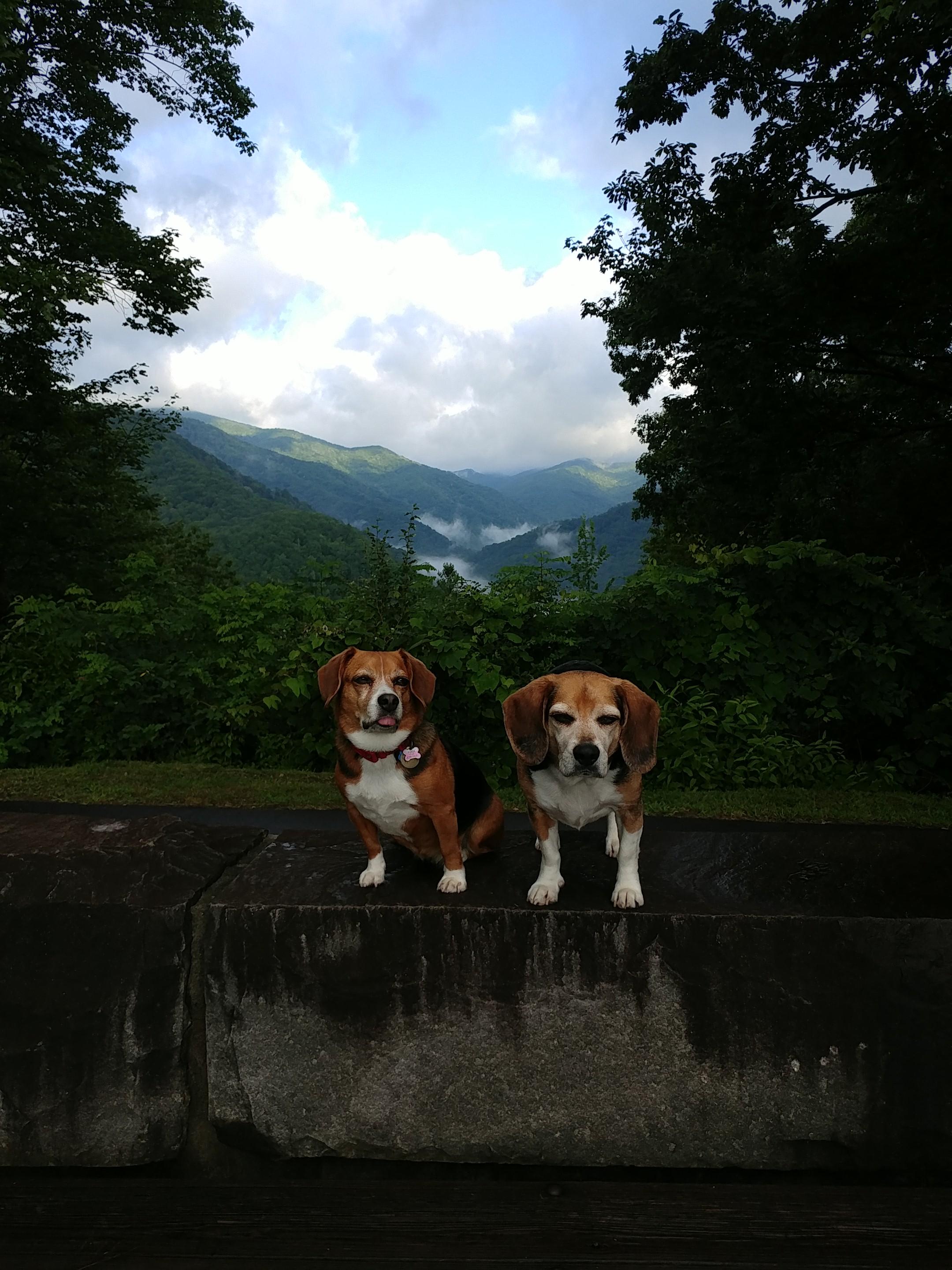 Great Smoky Mountains National Park - Is your pup ready to become a B.A.R.K.  Ranger? If you travel to Great Smoky Mountains National Park with your dog,  remember to: B – Bag