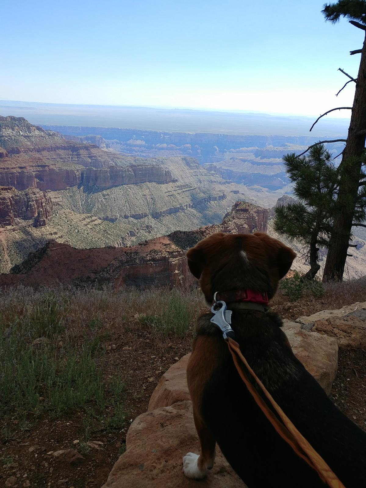 Dog friendly 2025 hikes grand canyon