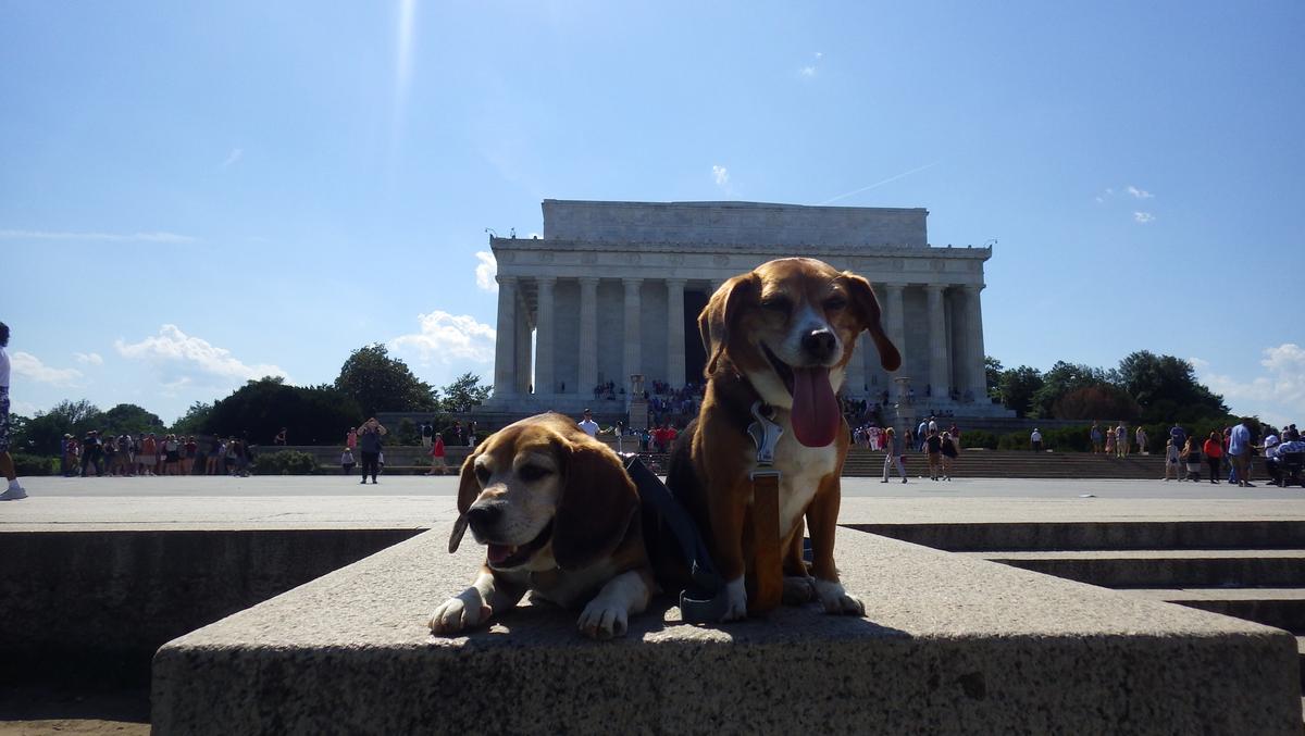are dogs allowed at the national mall