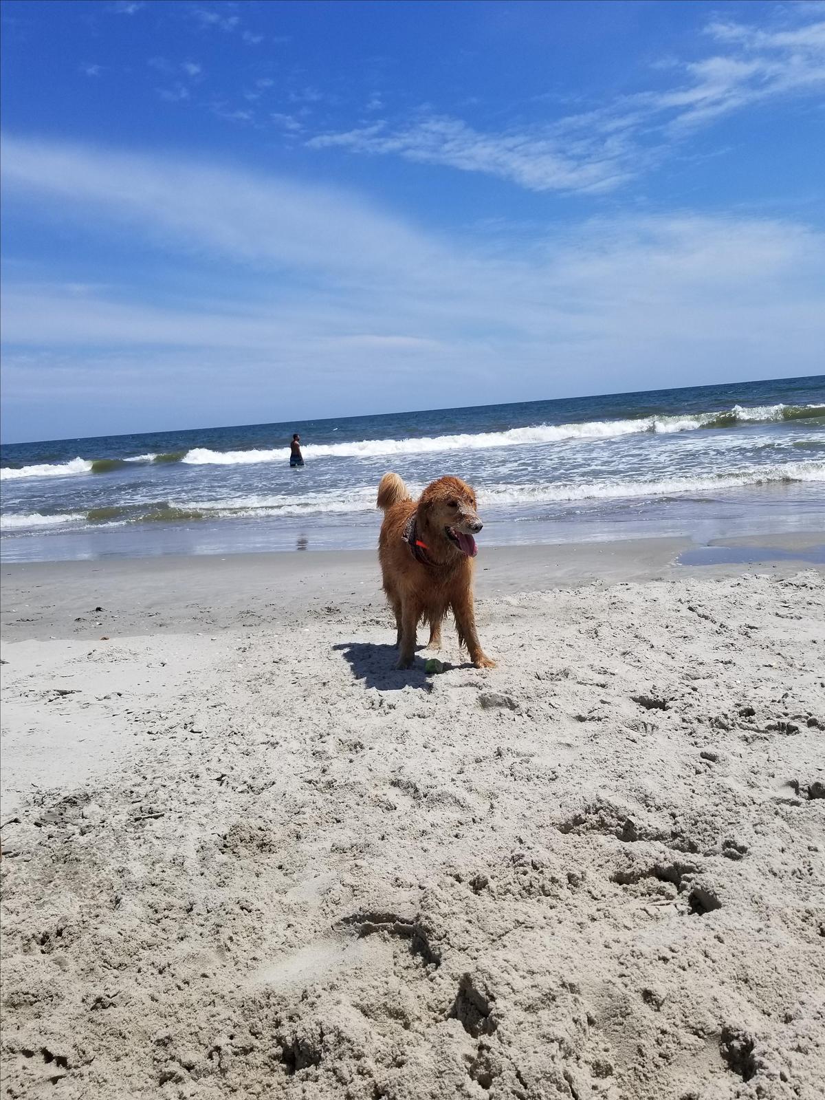 Dog Friendly Wilmington, NC