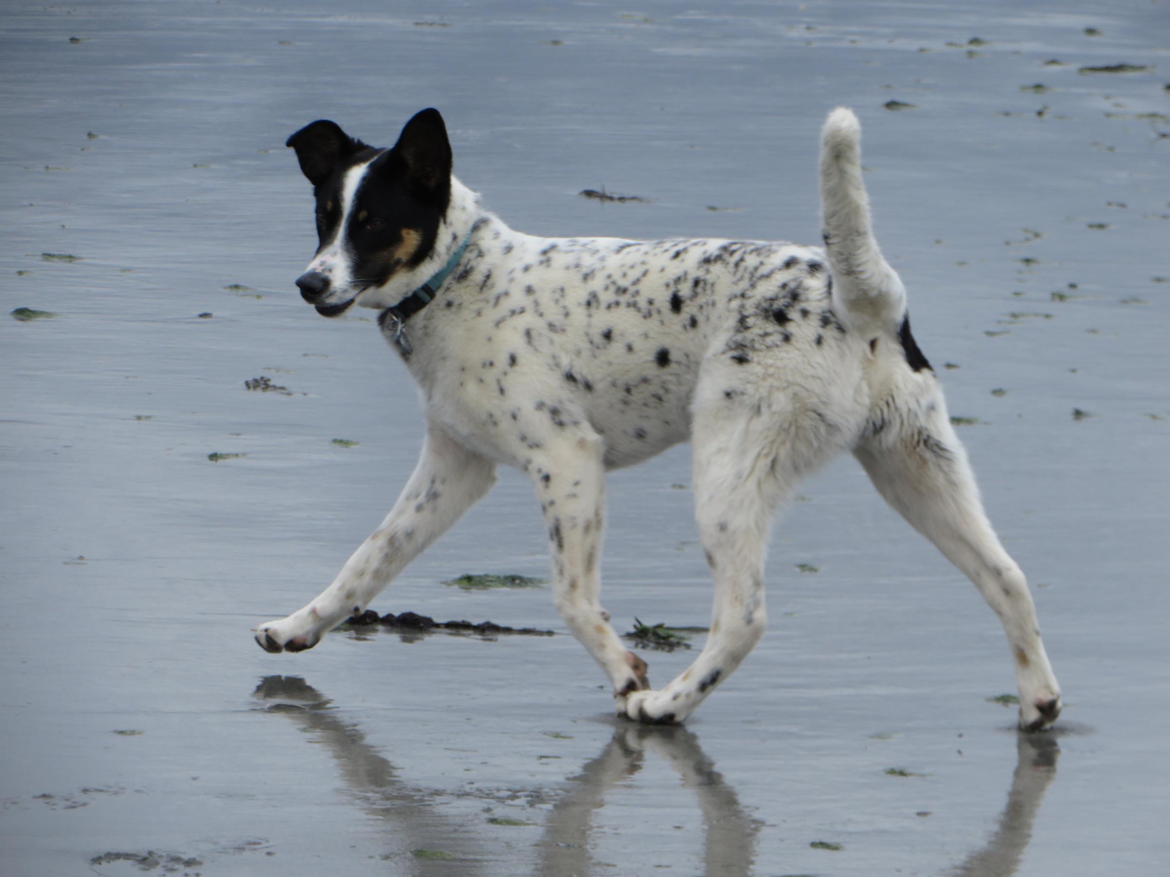 are dogs allowed at york beach