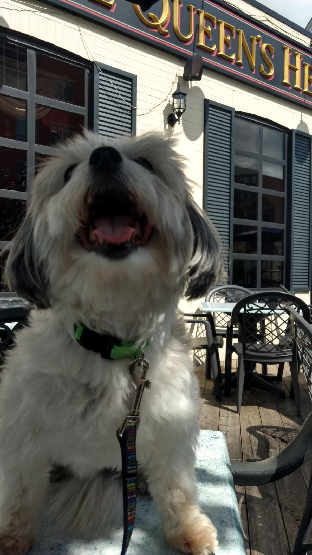 The Queen's Head Pub and Bar restaurant view 3