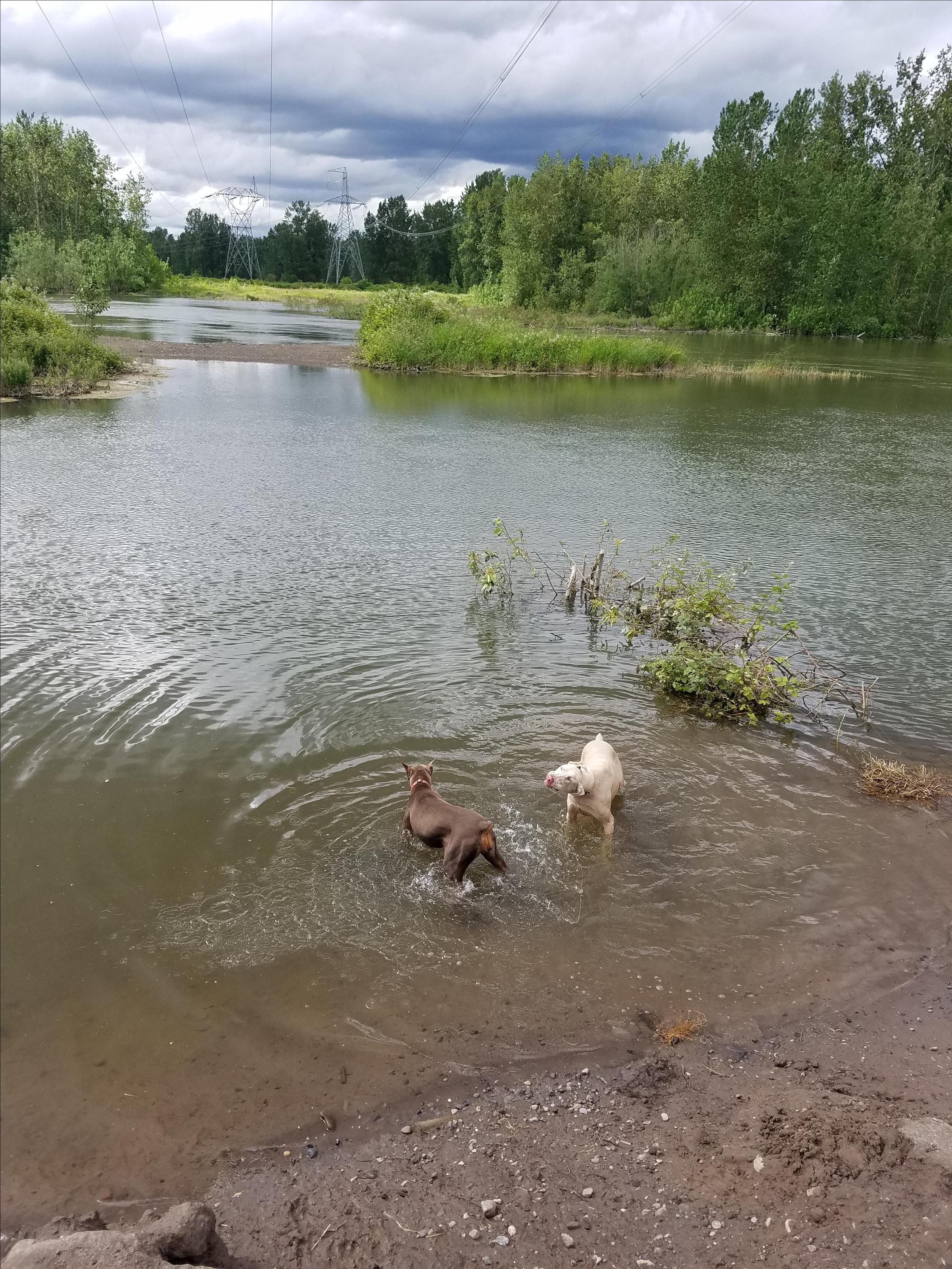 Thousand acres dog park ⋆ BringFido