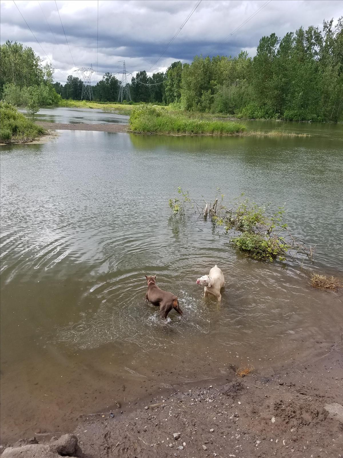 Thousand acres dog park