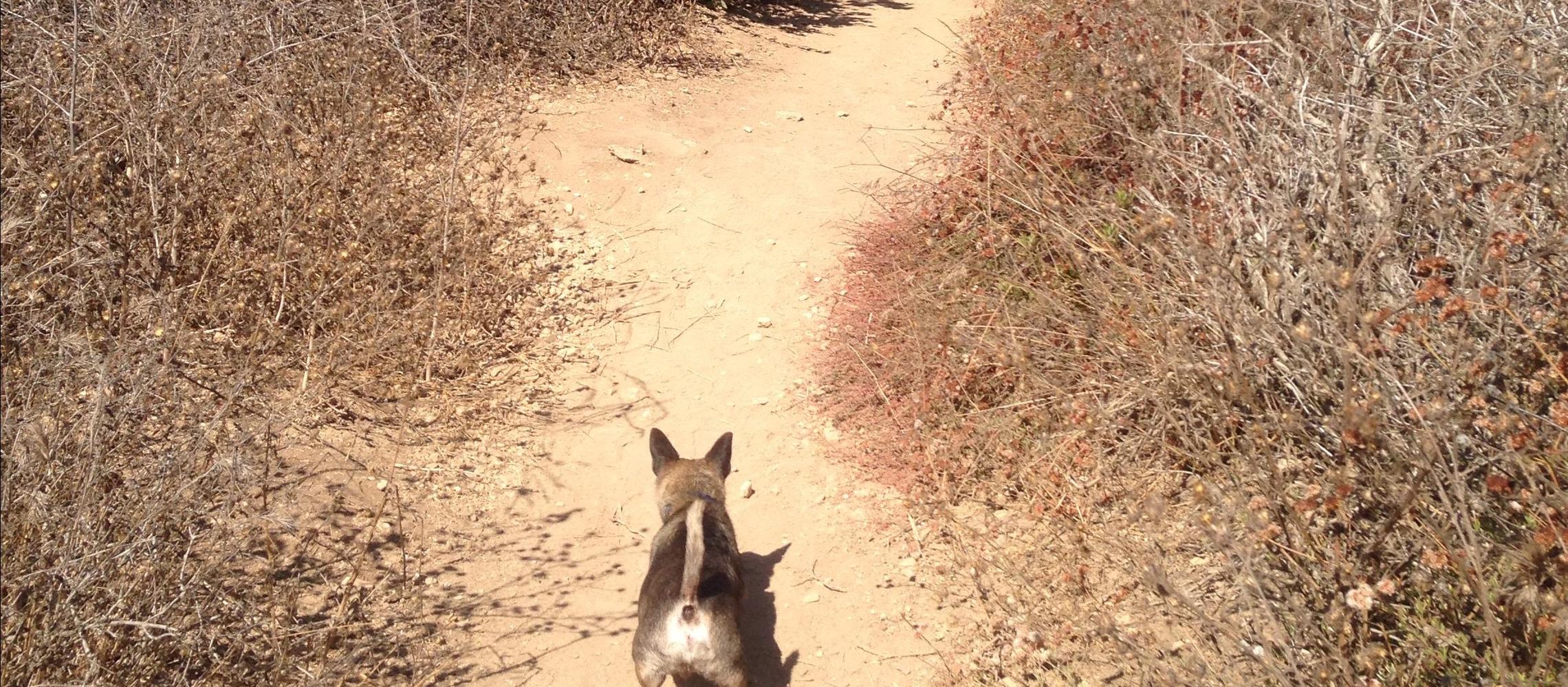 Dog Friendly Rancho Palos Verdes, CA
