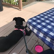 Pat's Pizza restaurant view 2