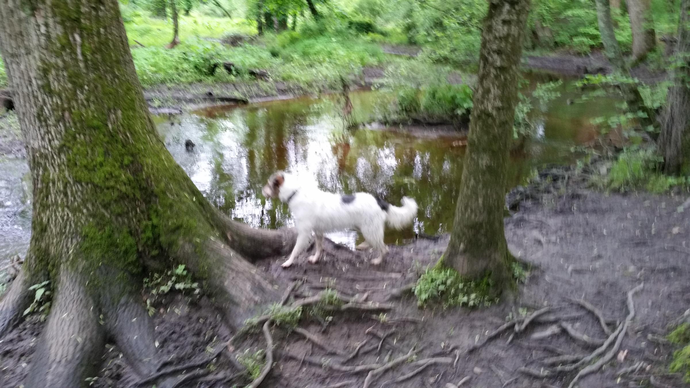 Duke's Dog Run at Freedom Park