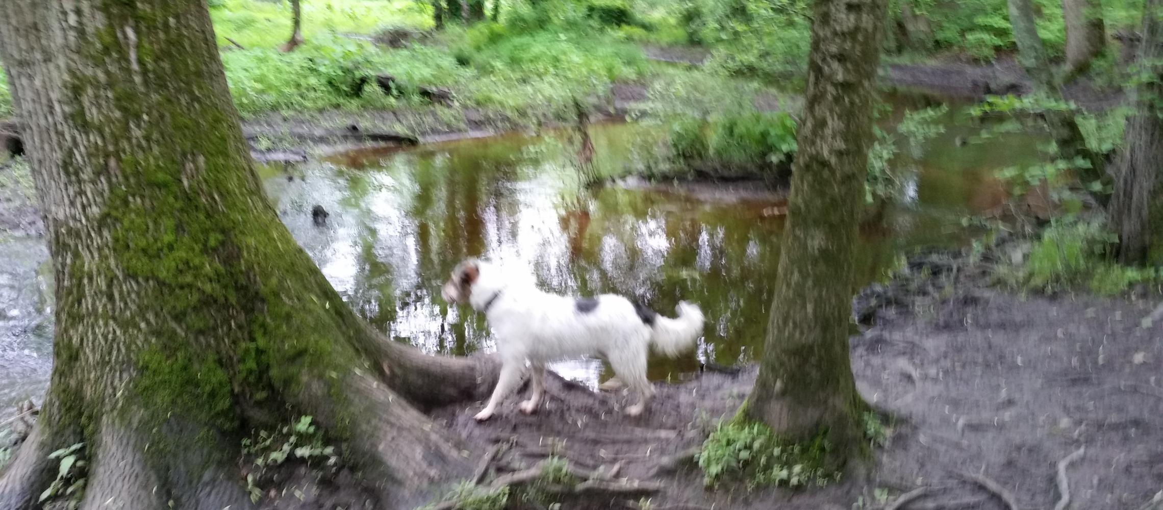 Dog Friendly Medford, NJ
