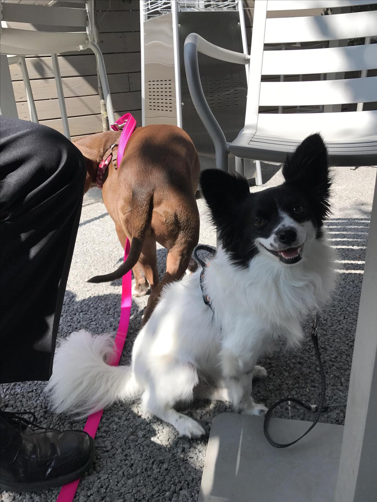 State Street Grill restaurant view 3