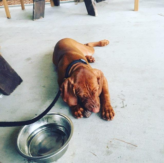 Southern Hops Brewing Company restaurant view 6