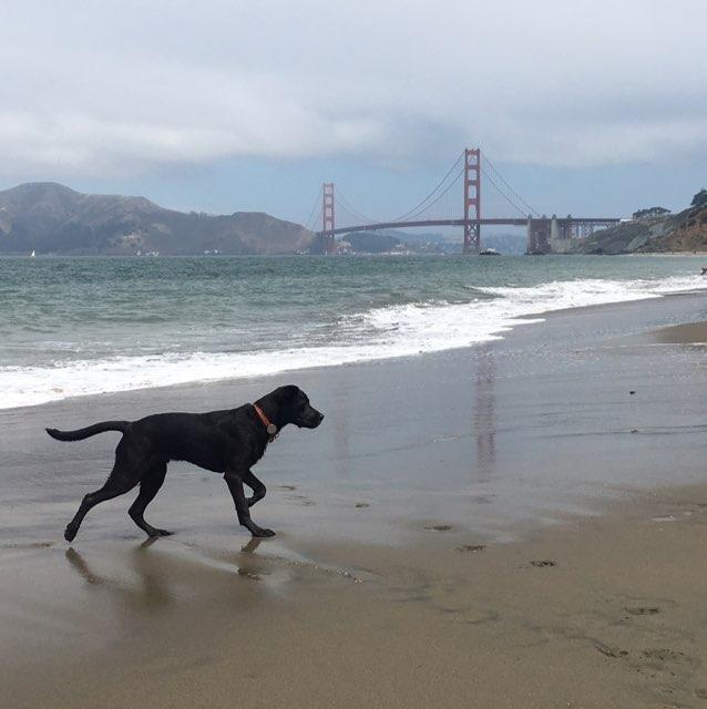 are dogs allowed on the golden gate bridge