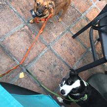 Fresh Agave Mexican Bar & Grill restaurant view 6