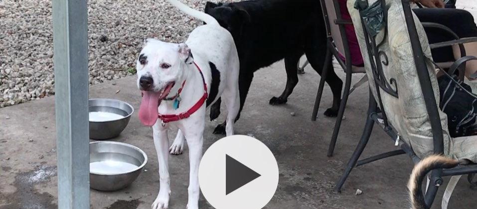 Dog Friendly Mount Dora, FL