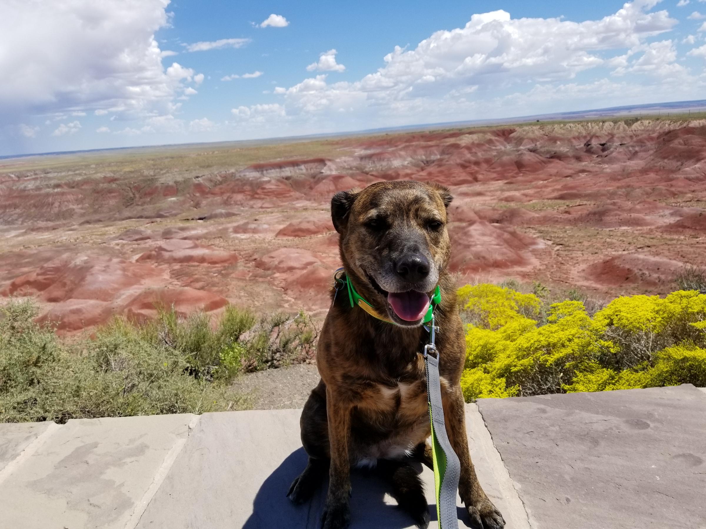 Petrified Forest Bark Ranger Dog Collar Tag | PFMA