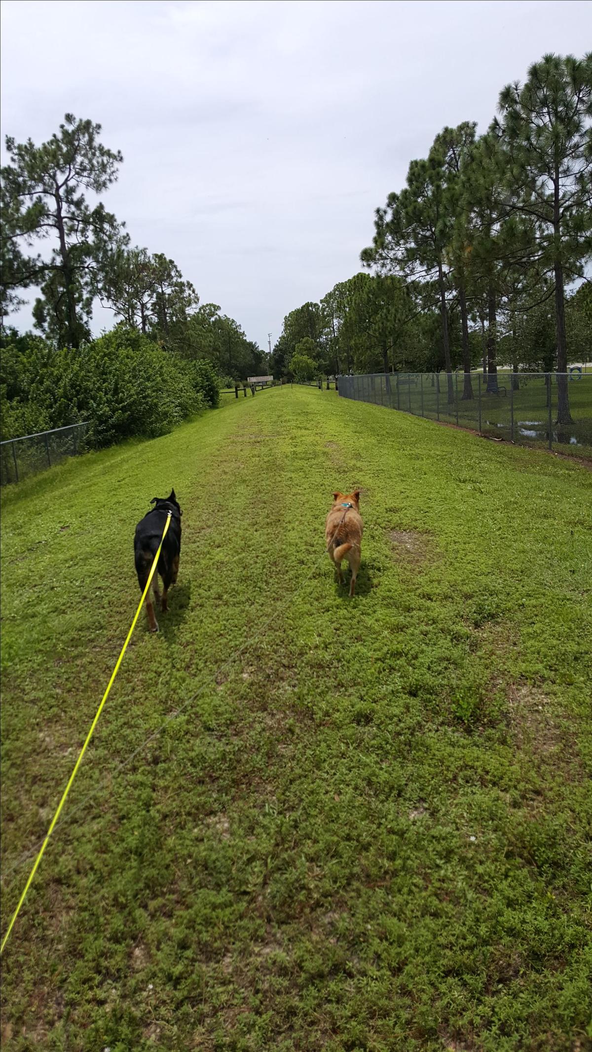 Dog Friendly Fort Myers, FL