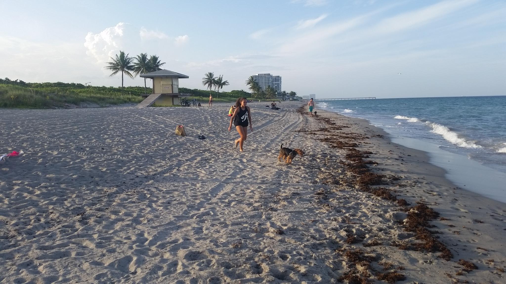 Dog Friendly Hollywood Fl Bringfido