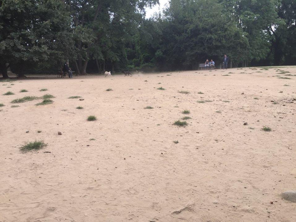 Huge Dog Run