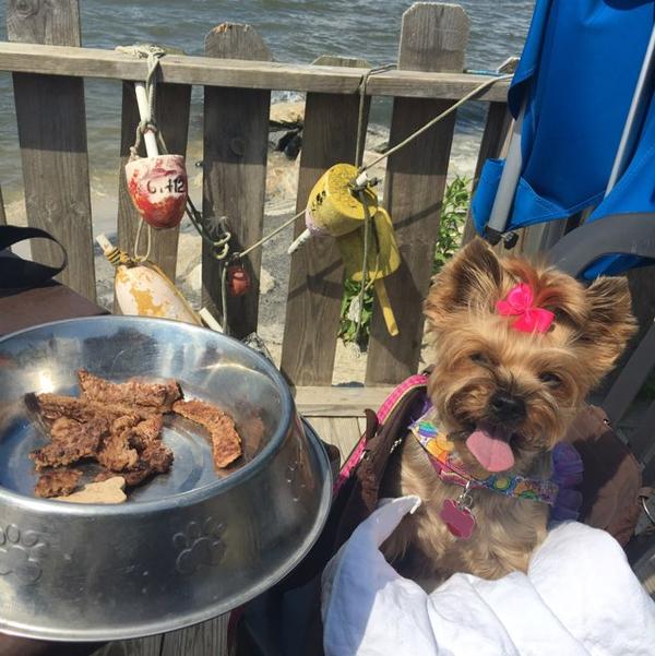 Macky S Bayside Bar Amp Grill Is Dog Friendly