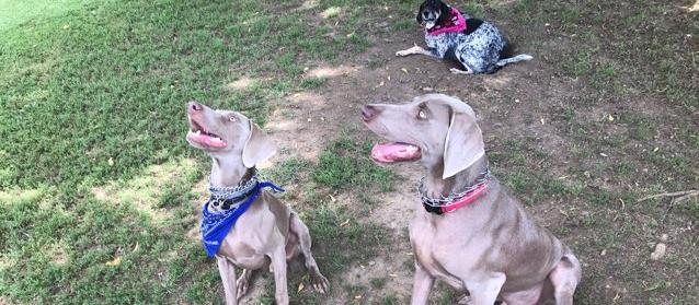 Dog Friendly Spring Hill, TN